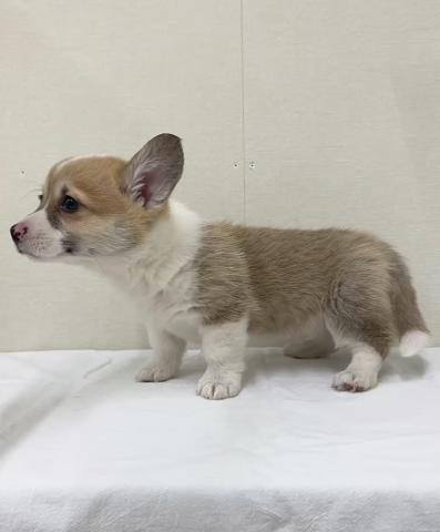 ウェルシュコーギーペンブローク