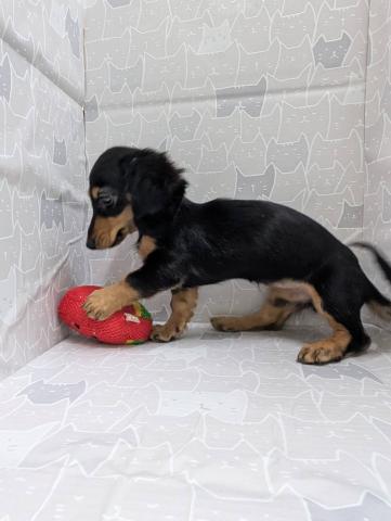 ミニチュアダックスフンド