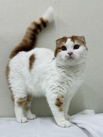 スコティッシュフォールド