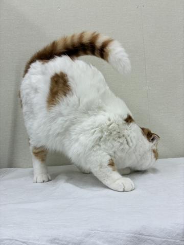 スコティッシュフォールド