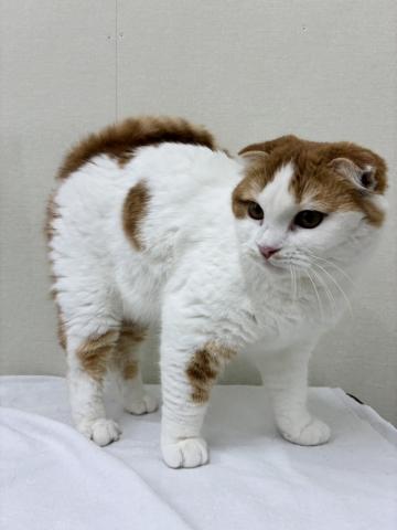 スコティッシュフォールド