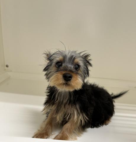 新潟県のヨークシャーテリア (ペットアミ 長岡店/2025年8月17日生まれ/男の子/スチールブルータン)の子犬の2枚目の画像