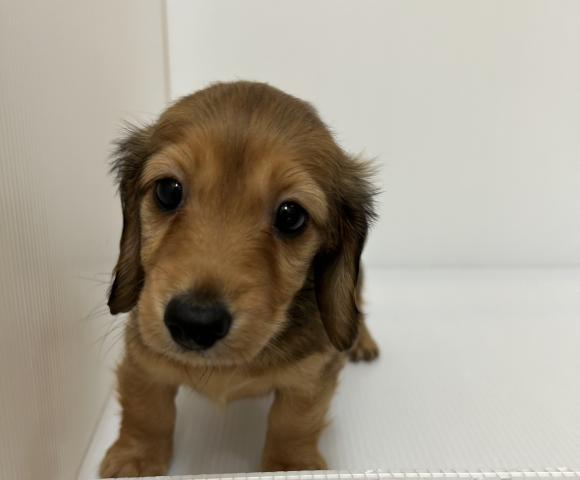 ミニチュアダックスフンド