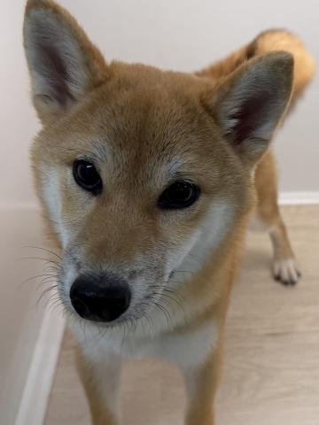 石川県の柴犬(標準サイズ) (ペットアミ 津幡店/2025年7月13日生まれ/男の子/レッド)の子犬