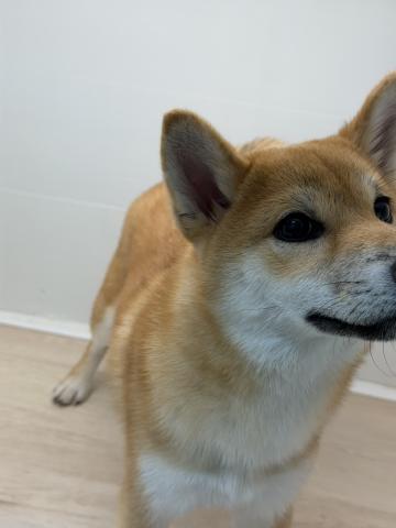 石川県の柴犬(標準サイズ) (ペットアミ 津幡店/2025年7月13日生まれ/男の子/レッド)の子犬の3枚目の画像