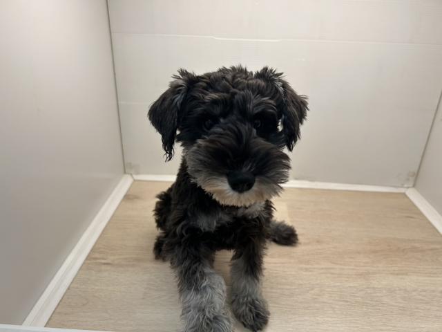 石川県のミニチュアシュナウザー (ペットアミ 津幡店/2025年6月21日生まれ/男の子/ソルトペッパー)の子犬