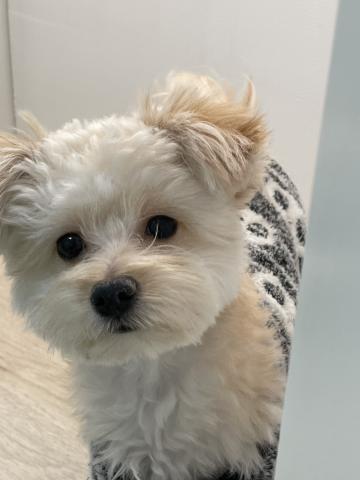 石川県のポメプー(ポメラニアン×プードル) (ペットアミ 津幡店/2025年5月23日生まれ/男の子/クリーム)の子犬の1枚目の画像