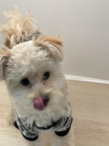 石川県のポメプー(ポメラニアン×プードル) (ペットアミ 津幡店/2025年5月23日生まれ/男の子/クリーム)の子犬の3枚目の画像