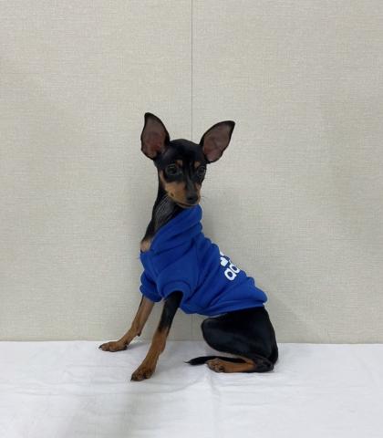 ミニチュアピンシャー