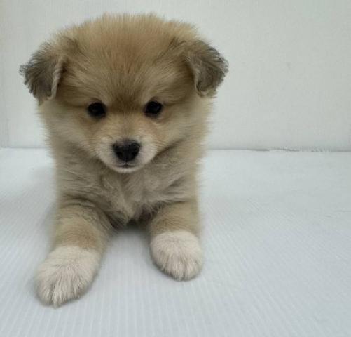 MIXポメラニアン×ビション