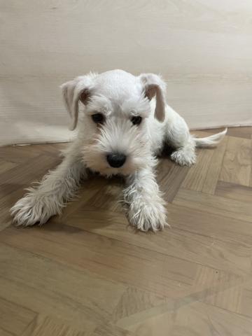 和歌山県のミニチュアシュナウザー (ペットアミ 和歌山インター店/2025年10月19日生まれ/男の子/ホワイト)の子犬の1枚目の画像