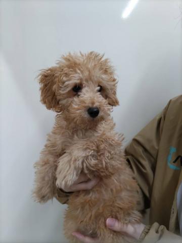 新潟県のトイプードル(トイ) (ペットアミ 小千谷店/2025年9月5日生まれ/男の子/アプリコット)の子犬の1枚目の画像