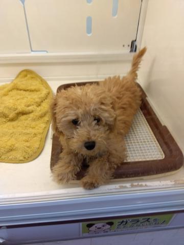 新潟県のトイプードル(トイ) (ペットアミ 小千谷店/2025年9月5日生まれ/男の子/アプリコット)の子犬の2枚目の画像