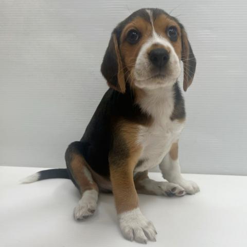 和歌山県のビーグル (ペットアミ 岩出店/2025年10月24日生まれ/男の子/ブラックホワイトタン)の子犬の2枚目の画像