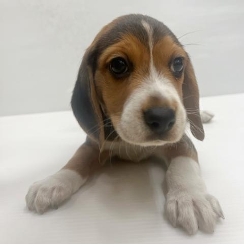 和歌山県のビーグル (ペットアミ 岩出店/2025年10月24日生まれ/男の子/ブラックホワイトタン)の子犬の3枚目の画像