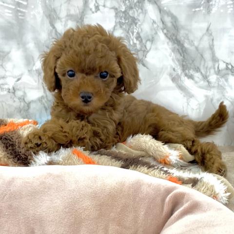 埼玉県のトイプードル(トイ) (NICO PET 三郷店/2025年10月18日生まれ/女の子/レッド)の子犬の3枚目の画像