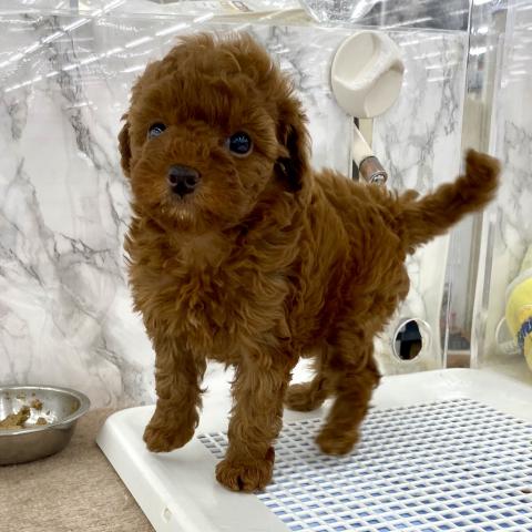 埼玉県のトイプードル(トイ) (NICO PET 三郷店/2025年10月18日生まれ/女の子/レッド)の子犬の4枚目の画像