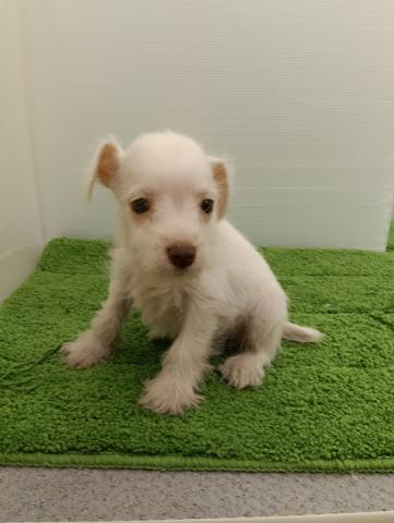 秋田県のハーフ犬・ミックス犬 (ペットアミ 本荘インター店/2025年11月2日生まれ/女の子/クリーム)の子犬の2枚目の画像