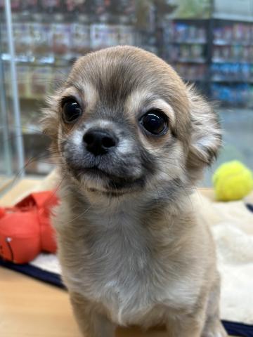 チワワ（ロングコート）