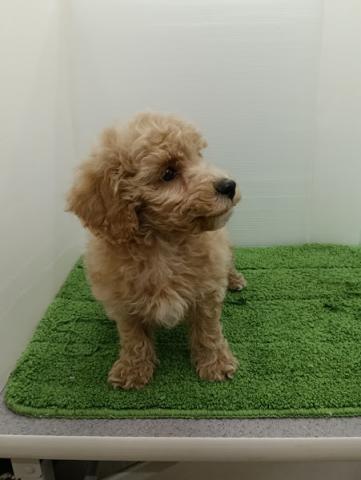 秋田県のビションプー(ビションフリーゼ×プードル) (ペットアミ 本荘インター店/2025年11月1日生まれ/男の子/アプリコット)の子犬の3枚目の画像