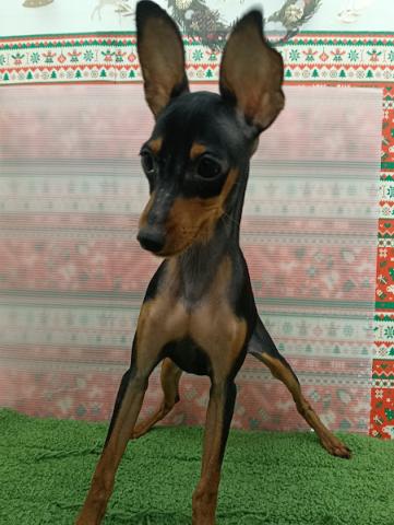 秋田県のミニチュアピンシャー (ペットアミ 本荘インター店/2025年8月24日生まれ/男の子/ブラックブラック＆タン)の子犬の2枚目の画像