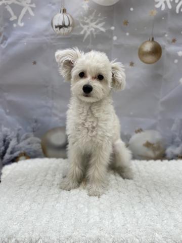 新潟県のマルプー(マルチーズ×プードル) (ペットアミ 十日町店/2025年7月6日生まれ/男の子/クリーム)の子犬