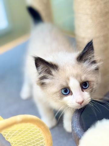 新潟県のラグドール (ペットアミ 柏崎店/2025年9月29日生まれ/女の子/シルバーポイントカラー)の子猫の2枚目の画像