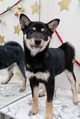 秋田県の柴犬(標準サイズ) (ペットアミ 能代東インター店/2025年8月30日生まれ/女の子/黒)の子犬の1枚目の画像