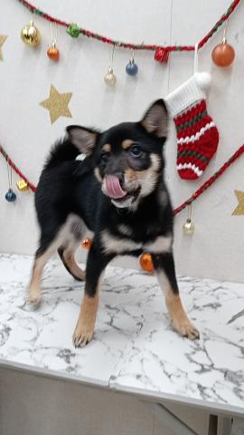 秋田県の柴犬(標準サイズ) (ペットアミ 能代東インター店/2025年8月30日生まれ/女の子/黒)の子犬の3枚目の画像