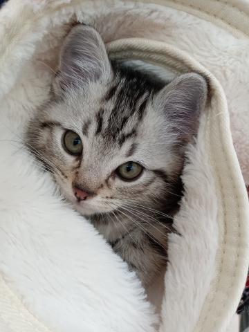 アメリカンショートヘアー