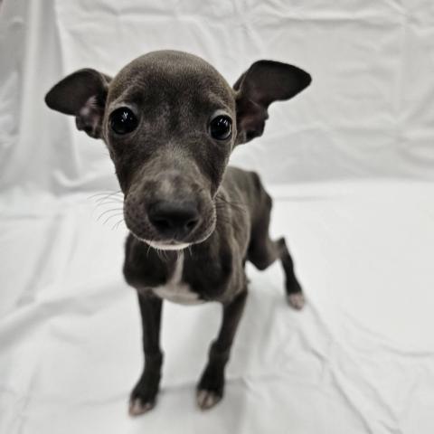 イタリアングレーハウンド