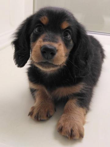 岩手県のミニチュアダックスフンド(ロング) (ペットアミ 花巻店/2025年10月10日生まれ/男の子/ブラックタン)の子犬