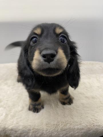 新潟県のミニチュアダックスフンド(ロング) (ペットアミ 新潟西店/2025年10月16日生まれ/男の子/ブラックイエロー)の子犬の1枚目の画像