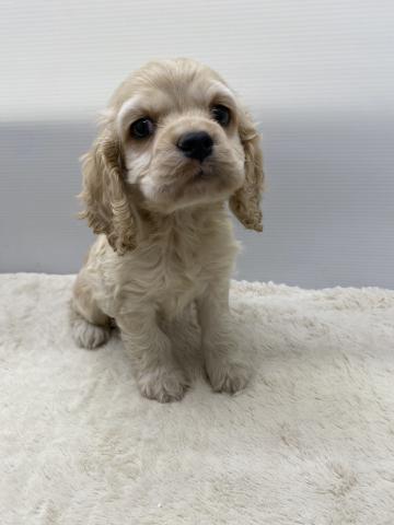 アメリカンコッカースパニエル