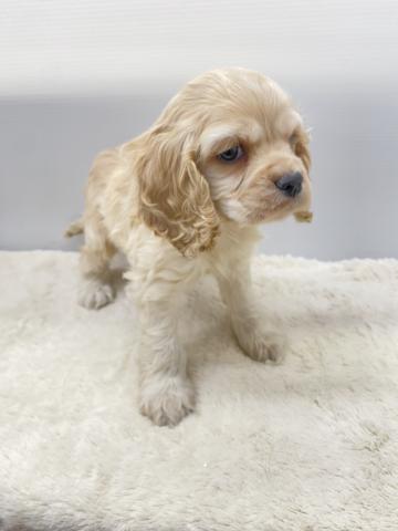 アメリカンコッカースパニエル