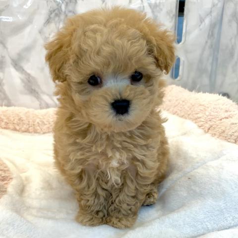 埼玉県のマルプー(マルチーズ×プードル) (NICO PET 三郷店/2025年9月22日生まれ/男の子/アプリコット)の子犬の2枚目の画像