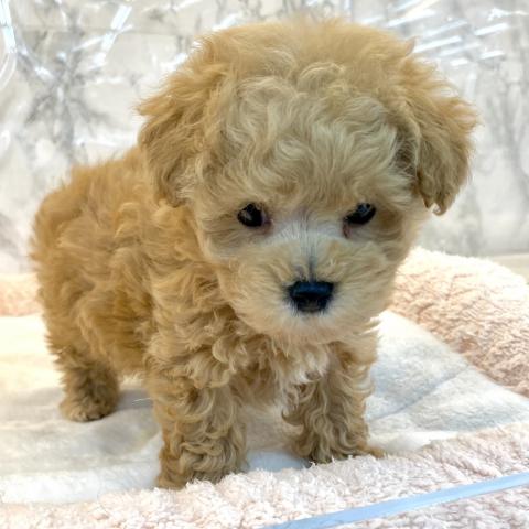 埼玉県のマルプー(マルチーズ×プードル) (NICO PET 三郷店/2025年9月22日生まれ/男の子/アプリコット)の子犬の4枚目の画像