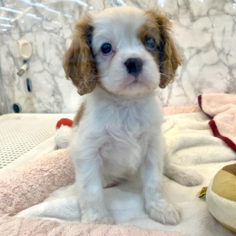 埼玉県のキャバリアキングチャールズスパニエル (NICO PET 三郷店/2025年10月4日生まれ/女の子/ブレンハイム)の子犬の2枚目の画像