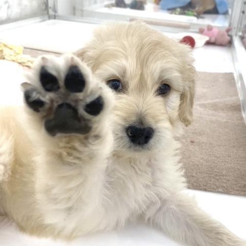 MIXゴールデンレトリバー×スタンダードプードル