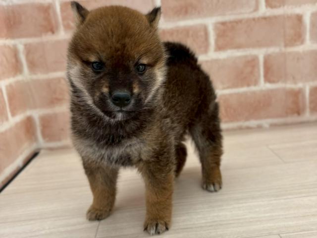 埼玉県の柴犬(標準サイズ) (NICO PET さいたま新都心店/2025年10月18日生まれ/男の子/レッド)の子犬の1枚目の画像