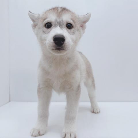 シベリアンハスキー