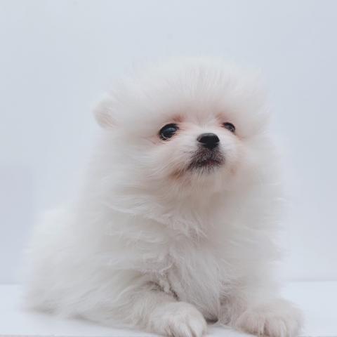 新潟県のポメラニアン (ペットアミ 新津店/2025年10月18日生まれ/男の子/ホワイト)の子犬の3枚目の画像