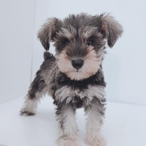 ミニチュアシュナウザー