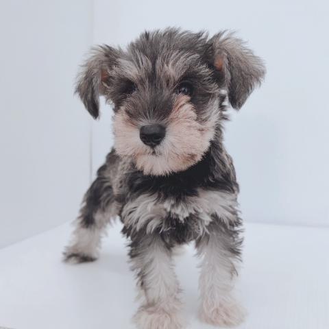 新潟県のミニチュアシュナウザー (ペットアミ 新津店/2025年7月27日生まれ/女の子/ソルトペッパー)の子犬の3枚目の画像