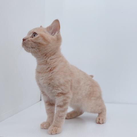 新潟県のブリティッシュショートヘアー (ペットアミ 新津店/2025年7月12日生まれ/男の子/クリームタビー)の子猫の3枚目の画像