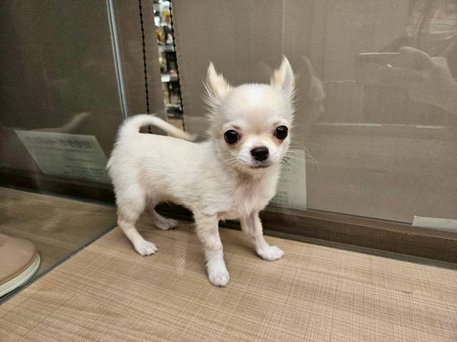 チワワ(ロングコート)