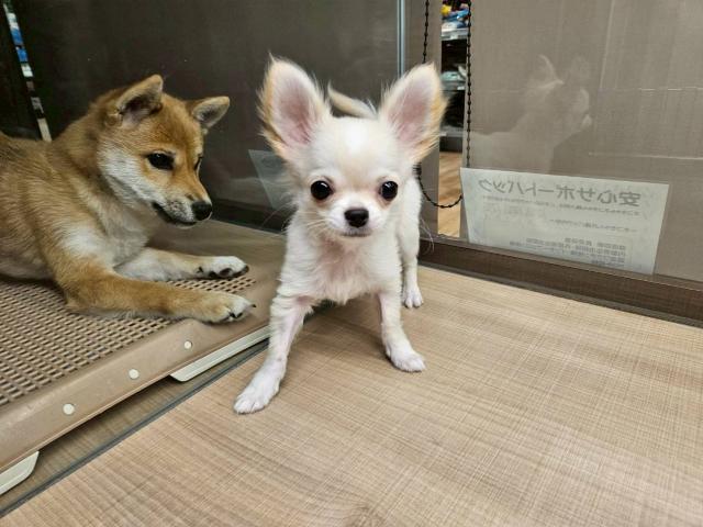 チワワ（ロングコート）