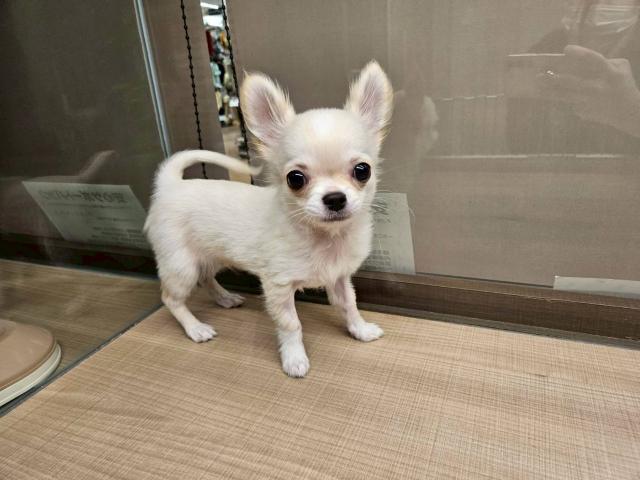 チワワ（ロングコート）