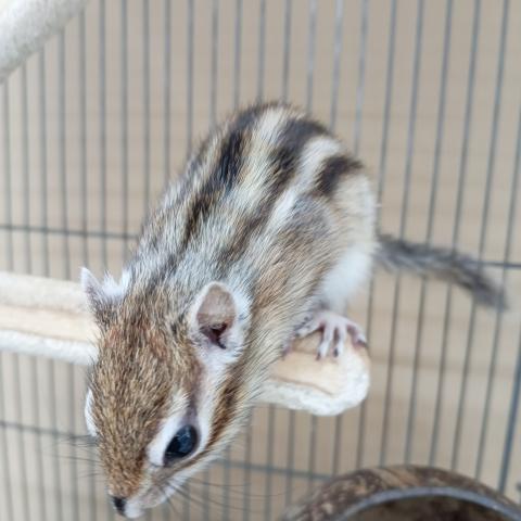 シマリス