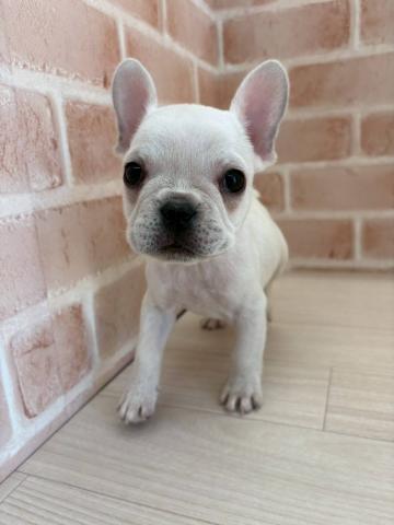 埼玉県のフレンチブルドッグ (NICO PET さいたま新都心店/2025年10月15日生まれ/男の子/クリーム)の子犬の1枚目の画像